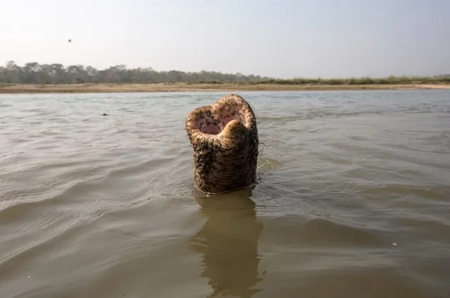The trunk of an elephant as it takes a bath in Rapti river at Chitwan National Park, in Chitwan district, Nepal, 25 December 2017. (Photo by Narendra Shrestha/EPA/EFE)