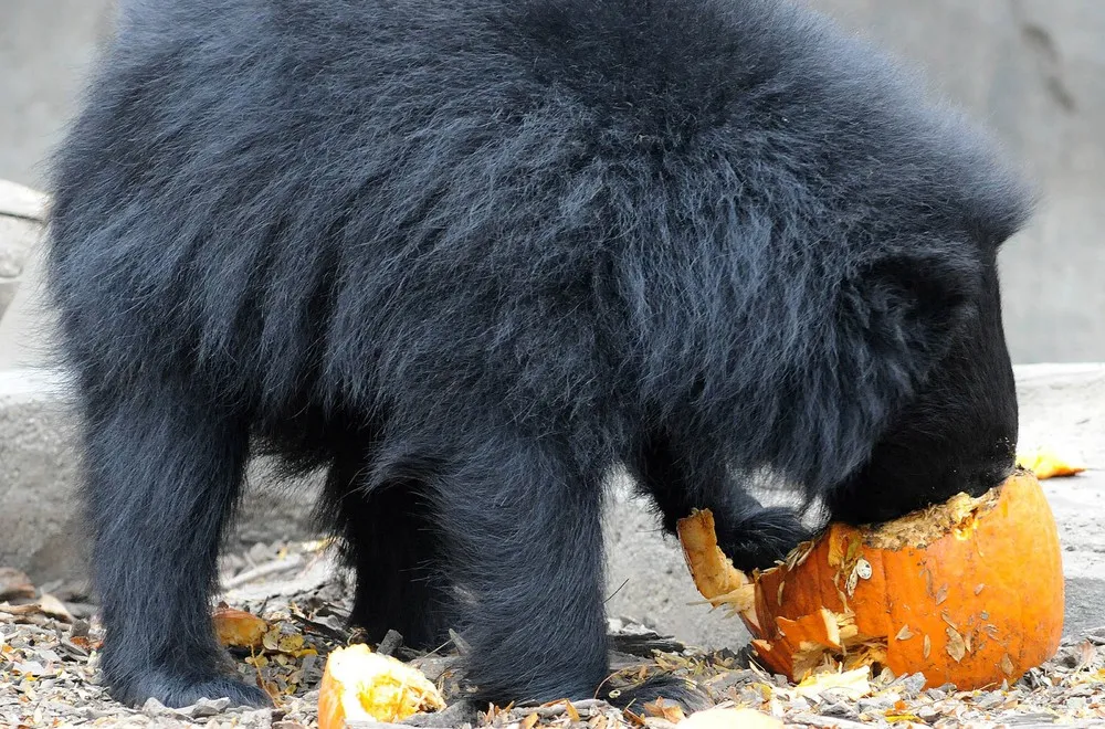 Animals “Celebrate” Halloween with Pumpkins