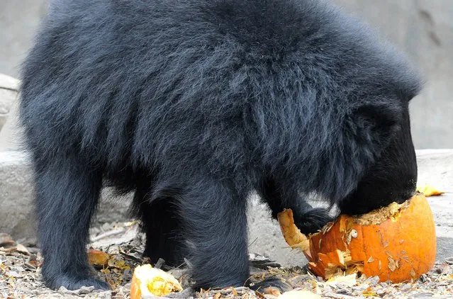 In this October 29, 2014, photo provided by the Chicago Zoological Society, Bhalu a 2-year old sloth bear enjoys a Halloween pumpkin treat at the Brookfield Zoo in Brookfield, Ill. The polar bears, grizzly bears, western lowland gorillas, sloth bears, and pygmy hippo seemed to thoroughly enjoy their treats. Some of the pumpkins were decorated with other goodies, including raisins and peanut butter. (Photo by Jim Schulz/AP Photo/Chicago Zoological Society)