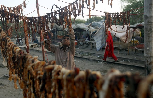 A boy lines up pieces of sacrificial meat to dry in a slum in Karachi, Pakistan, September 28, 2015. (Photo by Athar Hussain/Reuters)