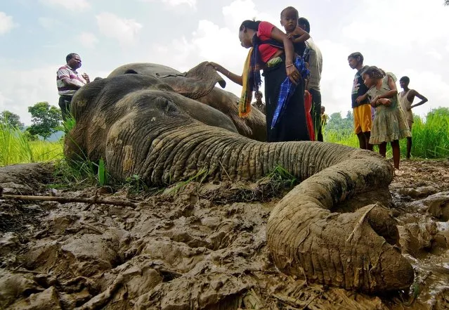 A woman touches the carcass of a male elephant who forest officials suspected to have died after eating paddy sprayed with pesticides in a field in Nagaon district in the northeastern state of Assam, India September 10, 2016. (Photo by Reuters/Stringer)