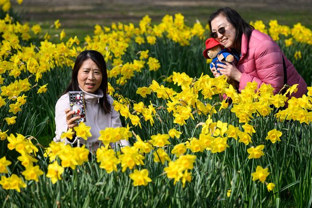 Two women pose for a photograph, with a toy Paddington Bear figure amongst the daffodils in St James Park on March 24, 2025 in London, United Kingdom. (Photo by Leon Neal/Getty Images)