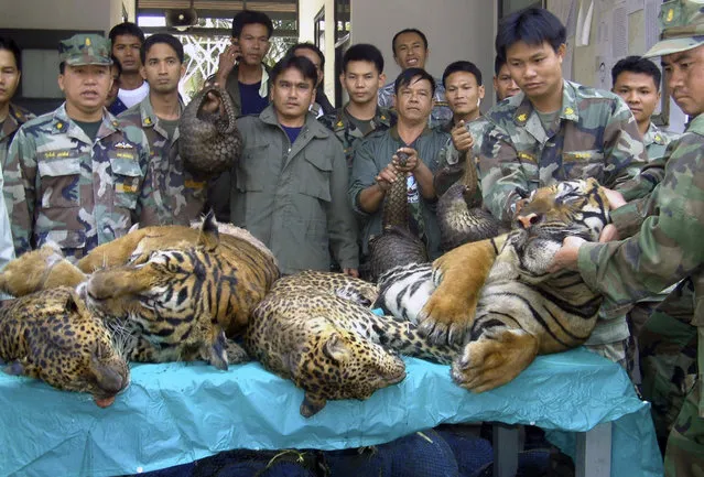 In this January 29, 2008 file photo, Thai Navy officers and forestry officials display dead tigers, leopards and pangolins seized after a raid on an illegal wildlife trade on the bank of Mekong river in That Phanom district of Nakhon Phanom province, northeastern Thailand, when Thai officials seized 6 tigers, 5 leopards and 300 live pangolins bound for Laos. The traders fled the scene across the Mekong river to Laos. Conservation groups say Laos has promised to phase out tiger farms, which could help to curb the illegal trade in the endangered animals’ body parts and protect the depleted population of tigers in Asia. The groups say Laotian officials made the announcement in South Africa on Friday, Sept. 23, 2016, one day before the start of a meeting of the Convention on International Trade in Endangered Species of Wild Fauna and Flora, or CITES. Tiger parts are used in traditional medicine in some Asian countries. (Photo by AP Photo)