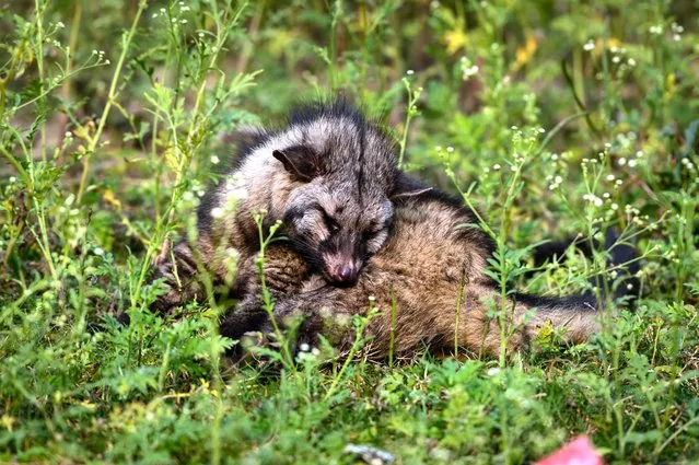 A wild Asian Palm Civet (Paradoxurus hermaphroditus) is spotted in a weak and exhausted semi-conscious state in the bushes of parthenium plants at Tehatta, West Bengal, India on January 14, 2023. Asian Palm Civet is a Nocturnal carnivore species, also known as the common palm civet, toddy cat, and musang found in South and Southeast Asia, it produces a buttery, honey-like secretion that is scraped off its perineal glands. This Civet is threatened by poaching and illegal wildlife trade; buyers use it for the increased production of the world's most expensive coffee “kopi luwak” (civet coffee). (Photo by Soumyabrata Roy/NurPhoto via Getty Images)