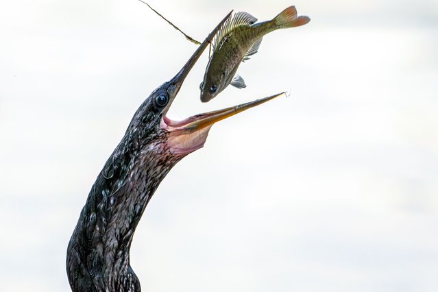 An anhinga flips a fish into position before swallowing it at Lake Eola park in Orlando, Florida on July 29, 2025. The birds use their sharp beaks to spear prey after diving beneath the surface. (Photo by Ronen Tivony/NurPhoto/Rex Features/Shutterstock)