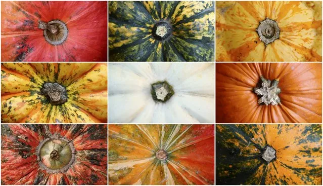 Various kinds of pumpkins, out of some 400 on display grown this season, are pictured in this combination photo at Franzlbauer farm in Hintersdorf, Austria, October 27, 2015. (Photo by Heinz-Peter Bader/Reuters)