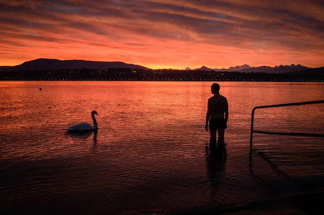 A man watches a curious swan swim past as he wades into Lake Geneva for a sunrise swim on October 20, 2020 in Geneva. (Photo by Fabrice Coffrini/AFP Photo)