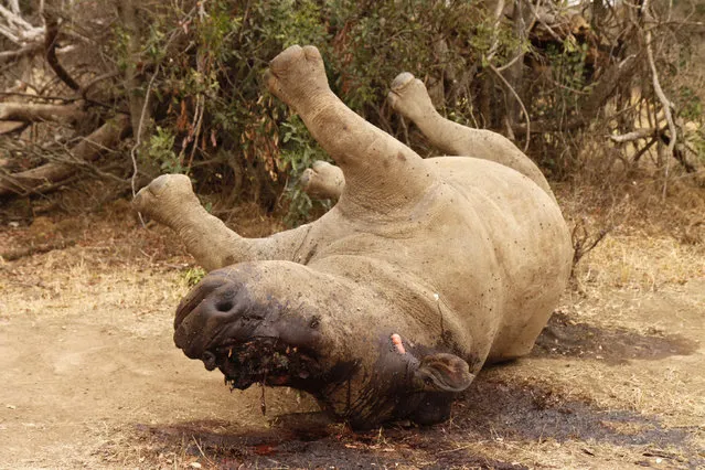 The carcass of a rhino is seen after it was killed for its horn by poachers at the Kruger national park in Mpumalanga province, South Africa, September 14, 2011. (Photo by Ilya Kachaev/Reuters)