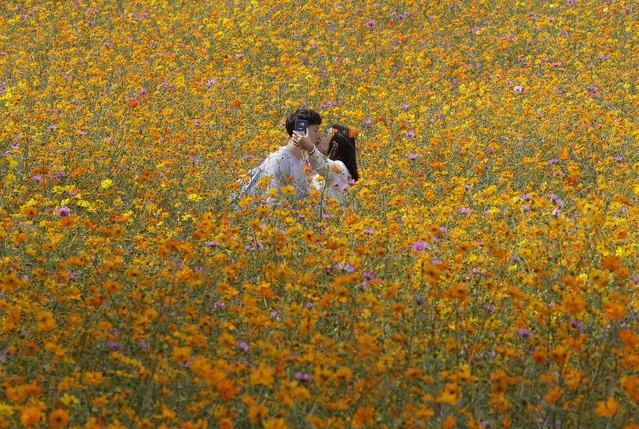 A couple kisses while they take pictures in the middle of a cosmos field at Olympic Park in Seoul, South Korea, Wednesday, September 21, 2016. (Photo by Ahn Young-joon/AP Photo)