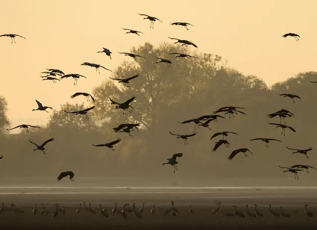 Migrating cranes land during the sunset near Straussfurt, central Germany, Sunday, November 1, 2015. The cranes rest in central Germany on their way from breeding places in the north to their wintering grounds in the south. (Photo by Jens Meyer/AP Photo)