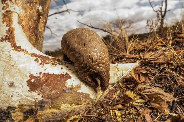A ground pangolin in Zimbabwe, taken as part of a series on members of the Tikki Hywood Trust, who dedicate their lives to the most trafficked mammal in the world. The charity workers are assigned one pangolin each, and spend 24 hours a day rehabilitating and walking the endangered mammals so that they can forage naturally. (Photo by Adrian Steirn/Barcroft Images)