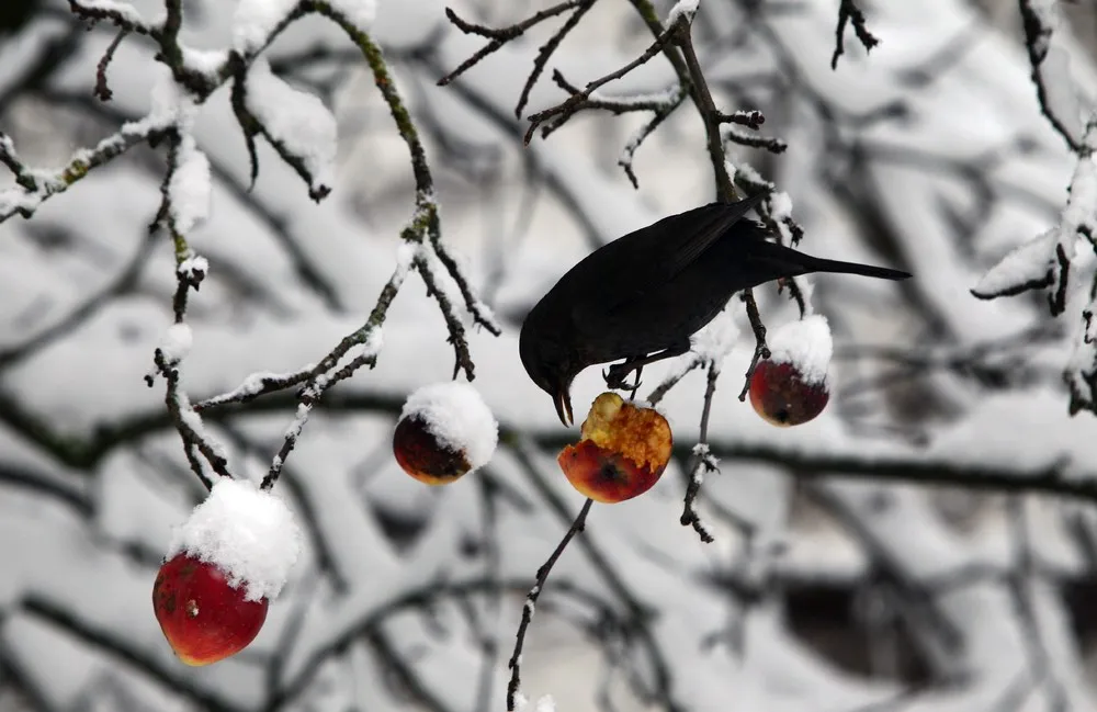 The Week in Pictures: Animals, December 20 – December 27, 2014