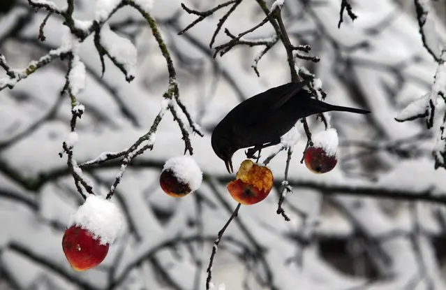 A bird picks at an apple in a snow-covered apple tree in Kaufbeuren, southern  Germany, Friday December 26, 2014. Weather forecasts predict more snowfall for the next few days in Germany. (Photo by Karl-Josef Hildenbrand/AP Photo/DPA)