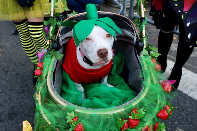 A dog in costume takes part in the Annual Tompkins Square Halloween Dog Parade in New York City, U.S., October 19, 2025. (Photo by Kevin Coombs/Reuters)