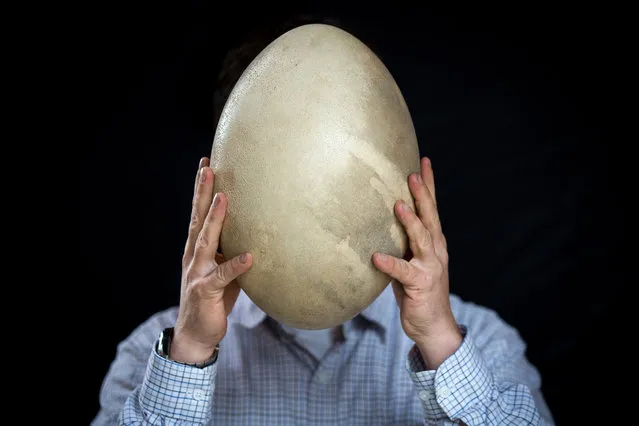 Rupert van der Werff, auctioneer, holds an intact Aepyornis (Elephant bird) egg estimated to sell for 30,000-50,000 GBP at Summers Place Auctions on November 19, 2015 in Billingshurst, England. (Photo by Rob Stothard/Getty Images)