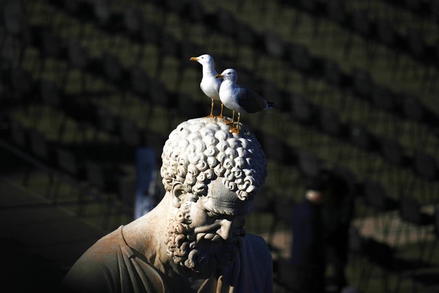 Two seagulls stand on St. Peter Statue in St. Peter's Square, at the Vatican, Sunday, November 23, 2025. (Photo by Alessandra Tarantino/AP Photo)