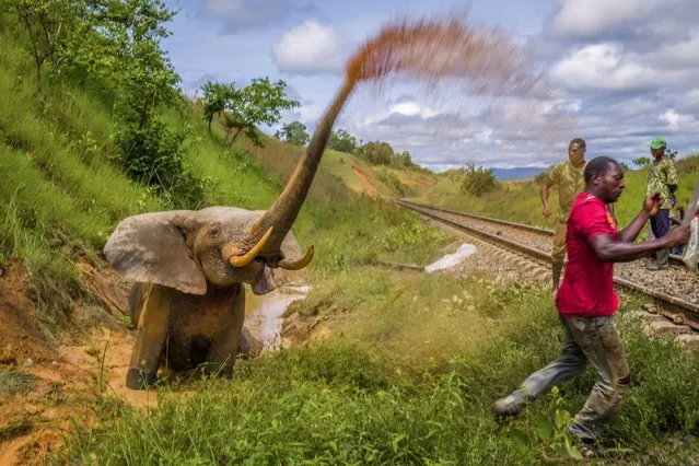 Grand prize winner: environmental photographer of the year 2023; also 1st place in the humanity v nature category; and winner of the 2023 public award. Lopé national park, Gabon, 2021. An angry elephant tries to defend itself after it was hit by a train that crosses paths the animals use within Lopé national park. Park officials decided the elephant was too severely injured to be saved. After it was killed, the park director distributed the meat to local people. As the forest loses its carrying capacity to sustain its megafauna, this kind of human-wildlife conflict is increasing. (Photo by Jasper Doest/Environmental Photography Award)