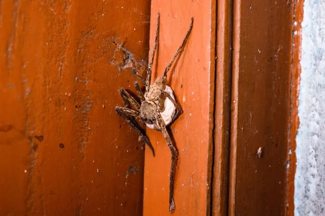 A female Huntsman spider carries its egg sac under its body in a corner of the house in the evening at Tehatta, West Bengal, India on March 23, 2023. Huntsman spiders (Heteropoda venatoria) are a species of big spiders in the family Sparassidae found in warm and tropical areas of Australasia, Africa, Asia, the Mediterranean Basin, and the Americas. The spiders are known by this name because of their speed and mode of hunting. It is native to the tropical regions of the world. Its common names include giant crab spider or cane spider. They use venom to immobilize prey and are known to inflict serious defensive bites on humans. The female Huntsman produces a flat, oval egg sac of white papery silk, and lays up to 200 eggs. During this period the female can be quite aggressive and will rear up in a defensive display if provoked. Huntsman spider bites can cause nausea, headaches, vomiting, irregular pulse rate, and sometimes even heart palpitations. (Photo by Soumyabrata Roy/NurPhoto via Getty Images)
