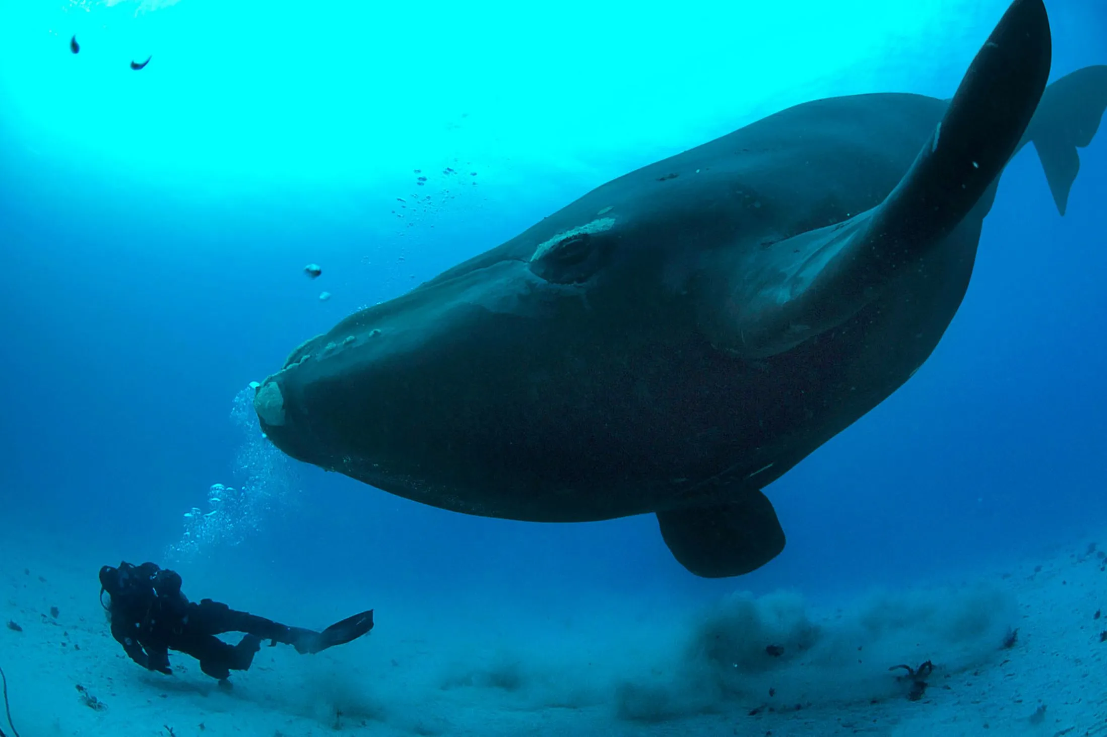 Крупнейших млекопитающих на земле. Гренландский кит. Гладкий Гренландский кит. Рыба кит Гренландский. Синий кит и Гренландский.