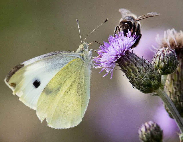 A white butterfly and a bee share a blossom on a field near Frankfurt, Germany, Wednesday, July 4, 2018. (Photo by Michael Probst/AP Photo)