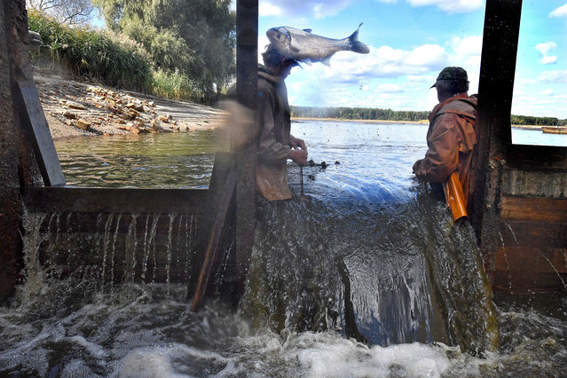 Workers at the Beloye fishery in the Zhytkavichy District, southeastern Belarus on September 17, 2018. (Photo by Viktor Drachev/TASS)