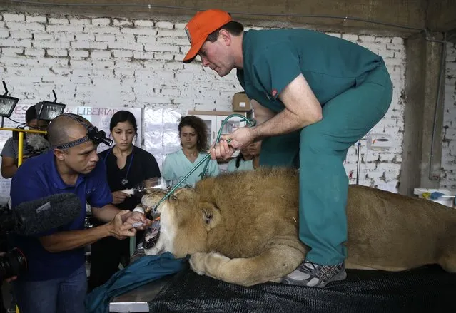 A former circus lion named “King” lays sedated as veterinarians perform dental surgery on him inside a temporary refuge on the outskirts of Lima, Peru, Friday, February 20, 2015. Vets from the Animal Defenders International (ADI) are operating on lions and monkeys rescued from traveling circuses in Peru and Bolivia. (Photo by Martin Mejia/AP Photo)