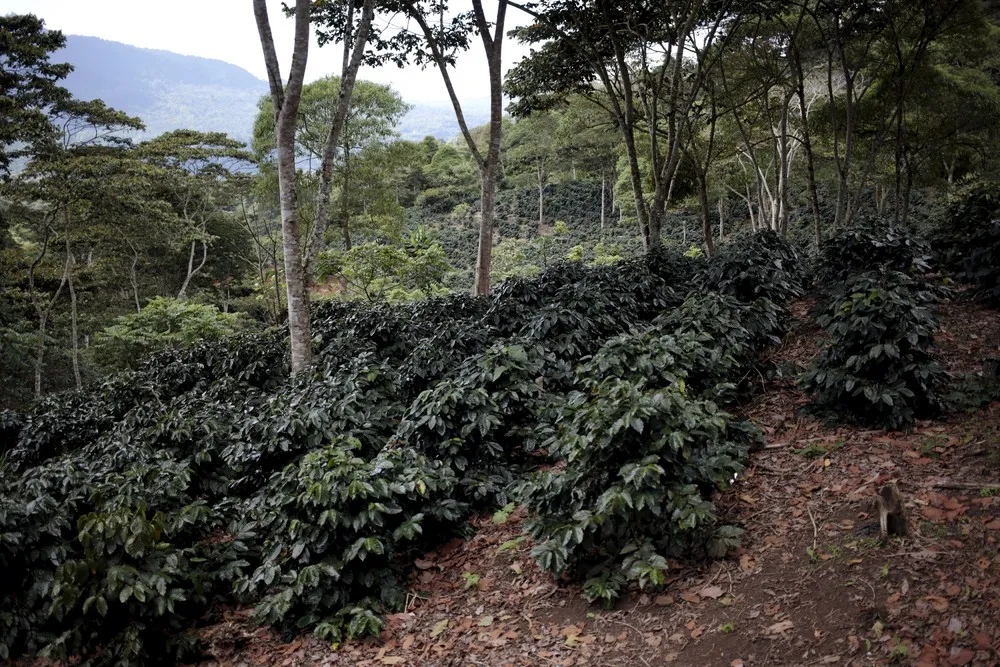 As Climate Change Ehreatens CentAm Coffee, a Cocoa Boom is Born
