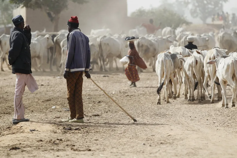 Dairy Farming in Nigeria