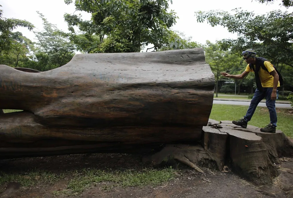 Sao Paulo Designer Turns Fallen Trees into Outdoor Furniture
