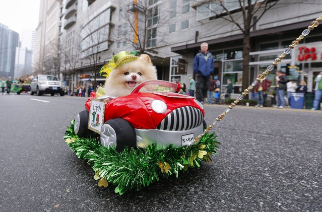 A therapy Pomeranian dog is pulled along during the 133rd Atlanta St. Patrick's Parade in Atlanta, Georgia, USA, 14 March 2015. The parade dates back to 1858, one of the oldest in the United States. Saint Patrick's Day celebrates Ireland's patron saint on the anniversary of his death, 17 March, in the fifth century. (Photo by Erik S. Lesser/EPA)