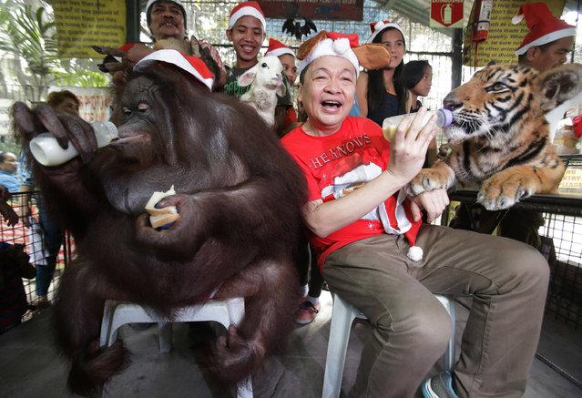 Zoo owner Manny Tangco, center, sits between an orangutan named “Pacquiao”, left, and a Bengal tiger cub named “Tiger Duterte” during their annual “Animal Christmas Party” at the Malabon Zoo in Malabon, north of Manila, Philippines Wednesday, December 21, 2016. The zoo also gave away Christmas gifts to orphans during the event. (Photo by Aaron Favila/AP Photo)