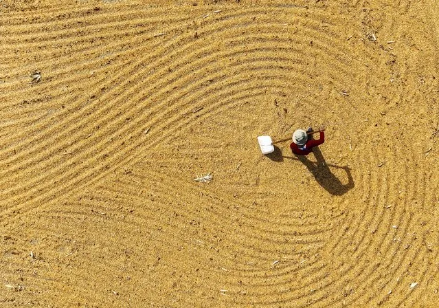 Aerial view of a farmer drying corns on October 10, 2023 in Zaozhuang, Shandong Province of China. (Photo by Hong Xiaodong/VCG via Getty Images)