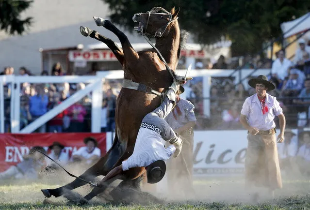A gaucho rides a wild horse during the annual celebration of Criolla Week in Montevideo, March 30, 2015. (Photo by Andres Stapff/Reuters)