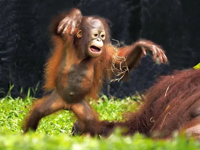 A baby orangutan called Barney shows off his dancing at Ragunan Zoo in Jakarta, Indonesia in the first decade of November 2023. (Photo by Syahrul Ramadan/Media Drum Images)