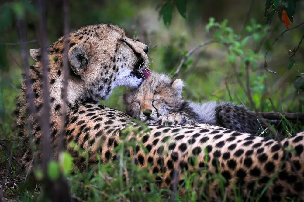 The Week in Pictures: Animals, November 22 – November 29, 2013