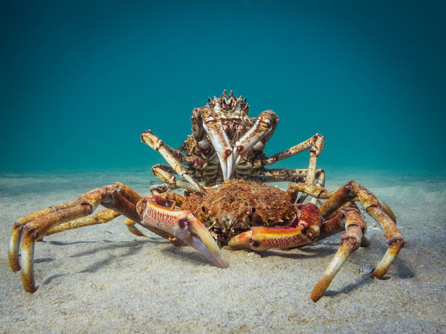 Compact Behavior, 1st Place. “Cannibal Crab”, Spider Crabs in Victoria, Australia. (Photo by P.T. Hirschfield/The Ocean Art 2018 Underwater Photography Competition)