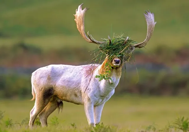 This stag, in Bradgate Park near Leicester, UK has thrashed about in long grass to create a more intimidating visage in the hope of finding a mate in the last decade of November 2023. (Photo by Rick Carnell/Solent News & Photo Agency)