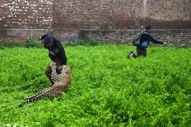 A leopard attacks an Indian man as another one runs away from the animal in Lamba Pind area in Jalandhar on January 31, 2019. After a leopard was spotted in a house in Lamba Pind area of Jalandhar city, subsequent attempts to capture it led to the animal attacking at least six people, though none was injured seriously, local media said. (Photo by Shammi Mehra/AFP Photo)