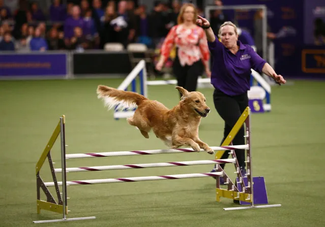 Handler Susan Knapp Cook directs golden retriever “Twist” in the masters agility championship during the Westminster Kennel Club Dog Show Saturday, February 9, 2019, in New York. (Photo by Wong Maye-E/AP Photo)
