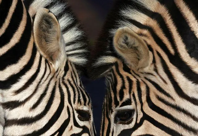Zebras graze while staff undertake a population count for the annual stocktake at ZSL London Zoo in London, Britain on January 3, 2024. (Photo by Toby Melville/Reuters)