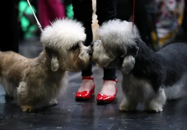 Dandie Dinmont Terriers wait to enter the show ring during the third day of the Crufts Dog Show in Birmingham, Britain on March 9, 2019. (Photo by Hannah McKay/Reuters)