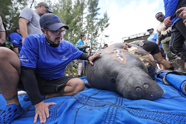 Nik Ricci, left, Senior Animal Care Specialist with Seaworld Orlando, comforts a large manatee named Reckless as workers prepare to release her into a canal, Thursday, January 18, 2024, at Port Everglades in Fort Lauderdale, Fla. Teams from SeaWorld Rescue, the Florida Fish and Wildlife Conservation Commission and others returned Reckless and her calf Churro, back to Florida waters after Reckless was rescued alongside her newborn calf following a May 2022 boat strike that left Reckless with catastrophic injuries and little hope for survival. (Photo by Wilfredo Lee/AP Photo)