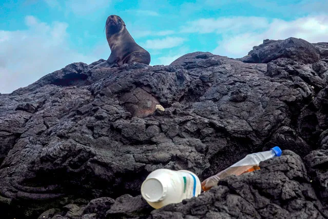 A galapagos fur seal (Arctocephalus galapagoensis) rests near a strip of garbage on Isabela Island in the Galapagos Archipelago in the Pacific Ocean 1000 km off the coast of Ecuador, on February 21, 2019. Park rangers with a group of volunteers collect garbage in remote and depopulated areas on the coast of Isabela Island. Galapagos National Park rangers and a group of volunteers collect garbage in remote places and unpopulated areas on the Isabela Islands and San Cristobal coast. (Photo by Rodrigo Buendía/AFP Photo)