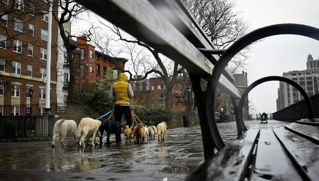Dogs are walked along Brooklyn Heights Promenade during a rainy day, Friday April 5, 2019, in New York. The promenade makes up the top deck overhang of a deteriorating Brooklyn-Queens Expressway and the city's plans for repairs has drawn neighborhood protest, since it calls for a temporary six lane highway on the promenade. (Photo by Bebeto Matthews/AP Photo)