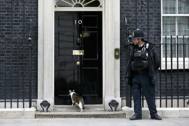 Larry the Downing Street cat walks outside 10 Downing street in London, Britain, May 9, 2015. (Photo by Stefan Wermuth/Reuters)