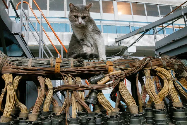 A cat sits inside a flight test facility at the Antonov aircraft plant in Kiev, Ukraine May 15, 2019. (Photo by Valentyn Ogirenko/Reuters)