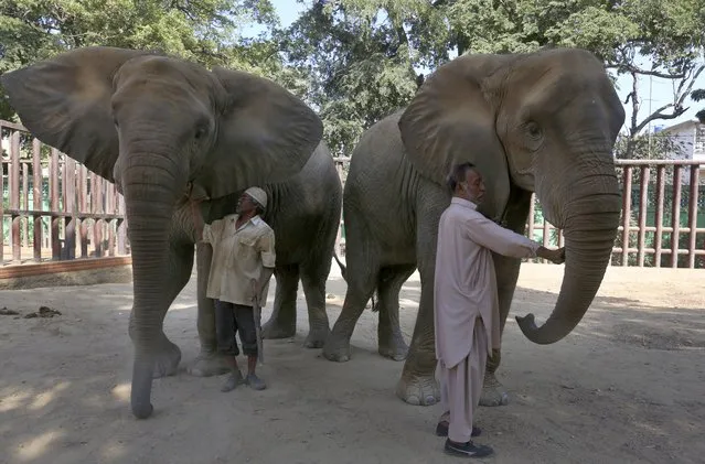 Pakistani zookeepers take care of elephants, which were examined by veterinarians from the global animal welfare group, Four Paws, at Karachi Zoo, in Karachi, Pakistan, Tuesday, November 30, 2021. The head of the team of vets on Tuesday called for urgent medical care for a pair of elephants in Pakistan's port city of Karachi. (Photo by Fareed Khan/AP Photo)