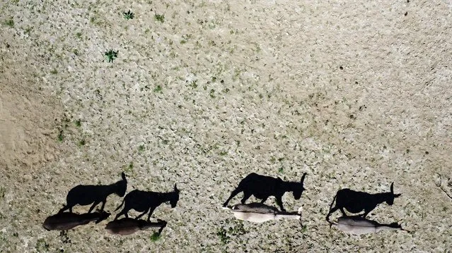 A drone view shows donkeys moving on the dried Cogoti reservoir, as water levels in the zone dropped to record lows, ahead of World Water Day at La Ligua area, in Coquimbo, Chile on March 14, 2024. (Photo by Ivan Alvarado/Reuters)