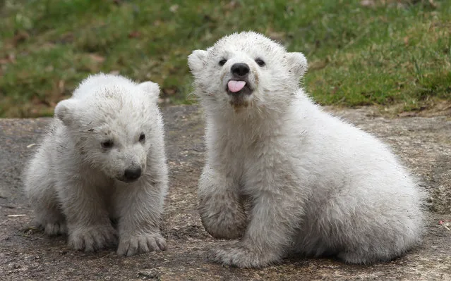 14 week-old twin polar bear cubs play during their first presentation to the media in Hellabrunn zoo on March 19, 2014 in Munich, Germany. The male and female twins were born on December 9, 2013 in the zoo.  (Photo by Alexandra Beier/Getty Images)