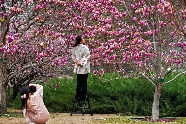 A woman stands on a stepladder poses with spring blossom flowers at a public Park in Beijing, Monday, April 1, 2024. (Photo by Andy Wong/AP Photo)